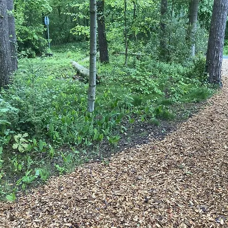 Neu! Kiefernhaeuschen 빈하우젠